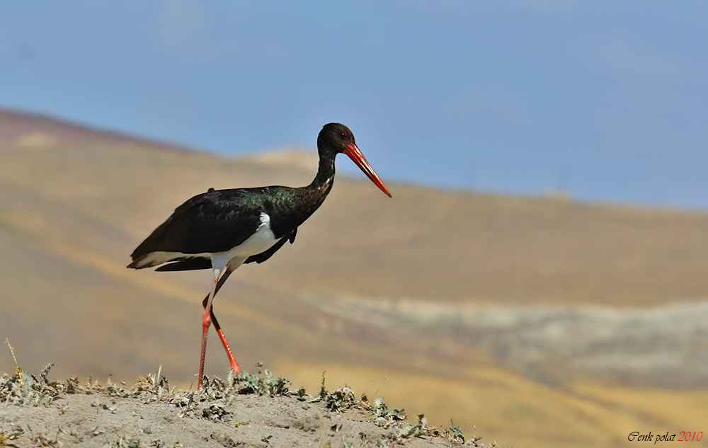 Black Stork